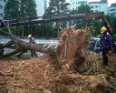 Tan Huan Arboriculture Services
