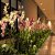 Mirage Design Landscape & Contract Pte Ltd